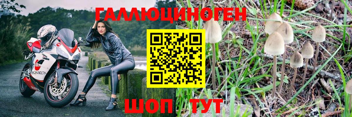 Галлюциногенные грибы Psilocybe  Новокузнецк 